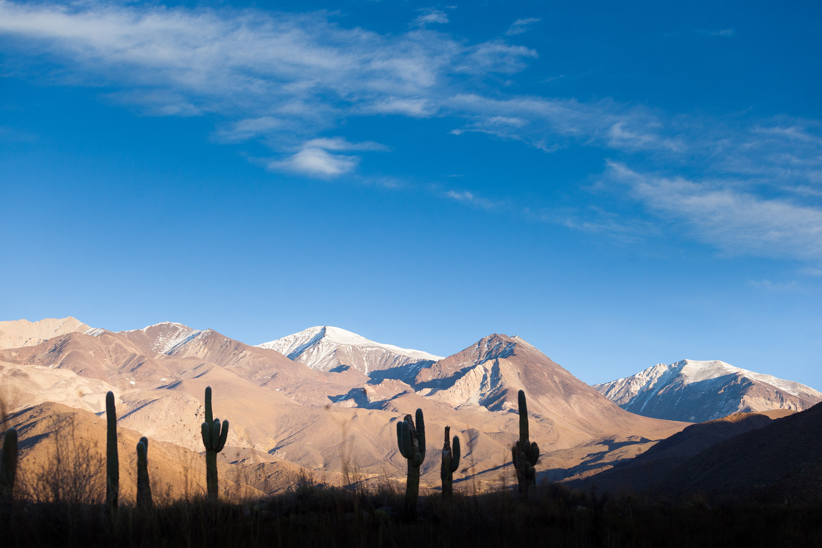 Cardón cacti silhouetted against the snow-dusted peaks of the Nevado de Cachi